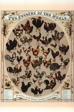 The Poultry of the World, 1868, Breeds of Fowl 52 Chicken Bird - Animal Postcard