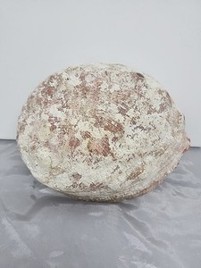 Large 7.5 x 6" Red Abalone Haliotis Rufescens Shell,  medium/large