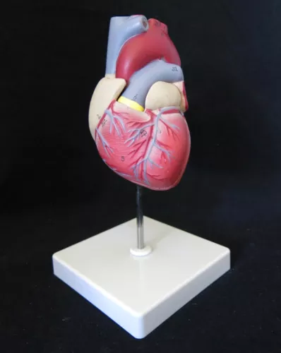 Heart Model, 2-Part Deluxe Life Size Model, 34 Anatomically Correct Structures, 
