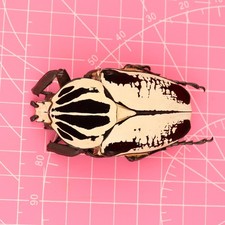 Goliathus beetles for collectors | Goliathus cacicus, atlas