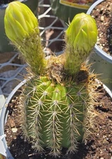  30 Echinopsis Golden Torch Cactus Seeds