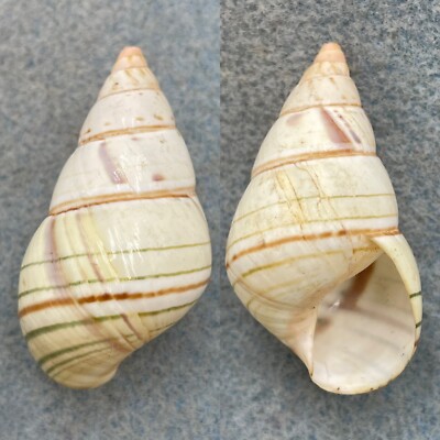 #10 Liguus fasciatus delicatus 41.5mm F+ Upper Hammock, Lower Matecumbe Key