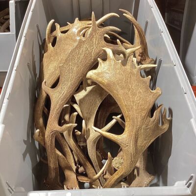 Grade-A Fallow Deer Antler Sheds - 5 or 10 Pounds - Minor Broken Tines