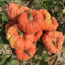 Jester Pumpkin Seeds for Planting 10 Seeds - Salmon Colored Stacker Pumpkins