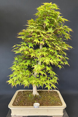 Bonsai Acer palmatum Ahorn Japanischer Fcherahorn Nr.3699 Freiland Outdoor  | eBay.de