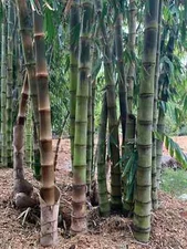 50 Asper Bamboo Seeds Privacy Plant Garden Clumping Shade Screen US SELLER