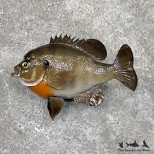 #30085 E | 9.75" Bluegill Freshwater Taxidermy Fish Mount For Sale