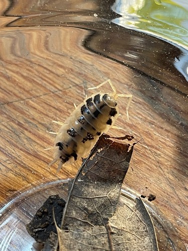 20 Dairy Cow Isopod Babies ,10 Juveniles And 10 Armadillium Free Springtails