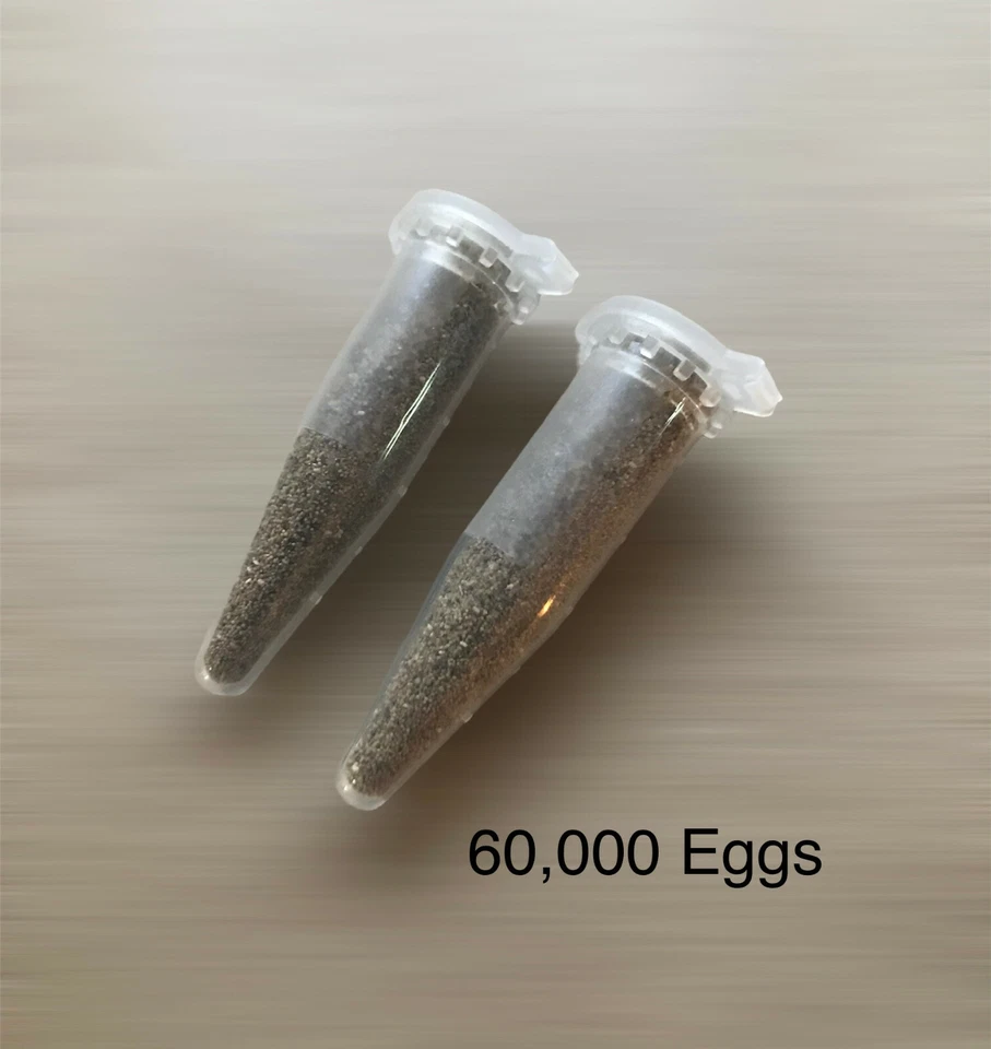 60.000 huevos de camarón de hadas alimento para peces recién nacidos, Betta, Guppy, Killifish Foto 2 de 4