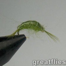 1 dozen (12) - Scud - OLIVE