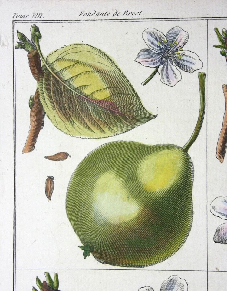 Birnen, Salviati, altkol. Kupferstich aus Rozier "Cours d'agriculture" 1789 - Bild 2 von 4