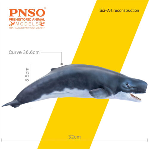 PNSO Livyatan Melvillei 56 Figure Marine Mammals Adult Kid Animal Model Toy Gift - Picture 2 of 19