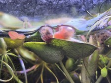 8 5 Ramshorn snails  Red/Blue/Pink/Wild  FREE Plants And Food