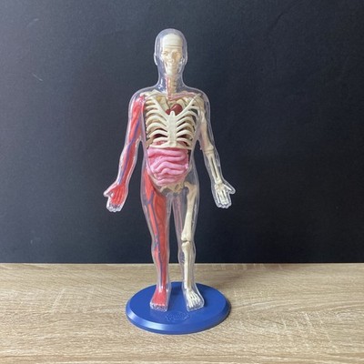 Smart Lab Der matschige menschliche Körper realistisches anatomisches Modell sehr guter Zustand Organe zum Herausnehmen 