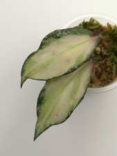 Hoya Nabawanensis variegated 