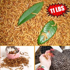 11 LBS Dried Mealworms Non-GMO Pet Supply for Blue Bird Fish Chickens Hen Treats