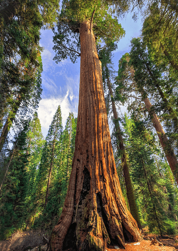 Giant SEQUOIA Tree - 3D Lenticular Post Card  Greeting Card - Picture 1 of 1