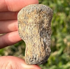 Texas Fossil Mosasaur Vertebrae Ozan Formation Dinosaur Bones Cretaceous Age