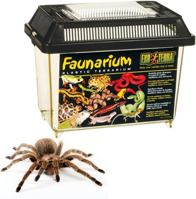 Faunarium Small PT2255   Plastic Reptile Terrarium and Transport Container for L