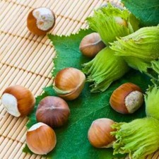 Haselnuss Lambert’s Weiße Winterhart Obstbaum Pflanze 80cm / 140cm