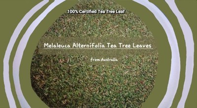 Melaleuca Tea: Original Melaleuca Alternifolia Tea Tree Leaf