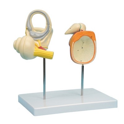 Human Ear Model Human Inner Ear Model Teaching Ear Internal Structure Model