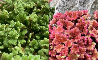 GROSSE PORTION A4 AZOLLA caroliniana PLANTE AQUATIQUE ROUGE EAU FROIDE AQUARIUM - Photo 1/4
