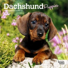 BrownTrout,  Dachshund Puppies 2026 Mini Wall Calendar, 7'' X 7'', 16-Month Cale