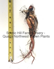 Victoria Rhubarb Large Bareroot Crown Roots- Free Shipping