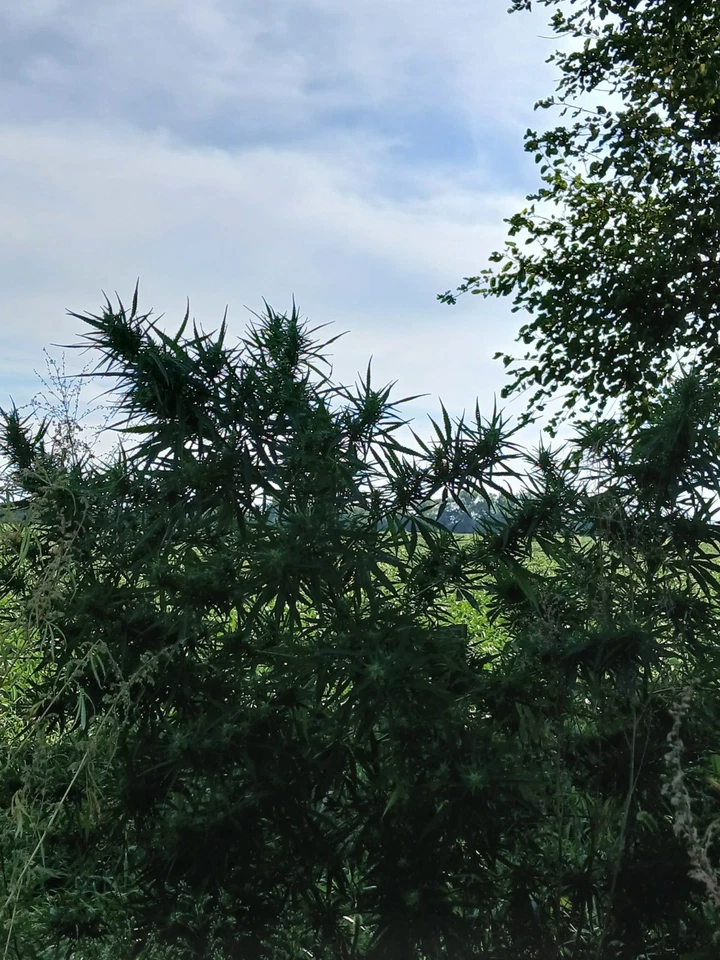 Упаковка из 10 семян новинка ситечкоохотники семена теплицы семена - Изображение 2 из 3