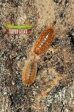 Mardi Gras maple Bundle