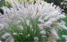 100 Fountain Grass Seeds Pennisetum Alopecuroides~Brooklyn Botanical Garden Club