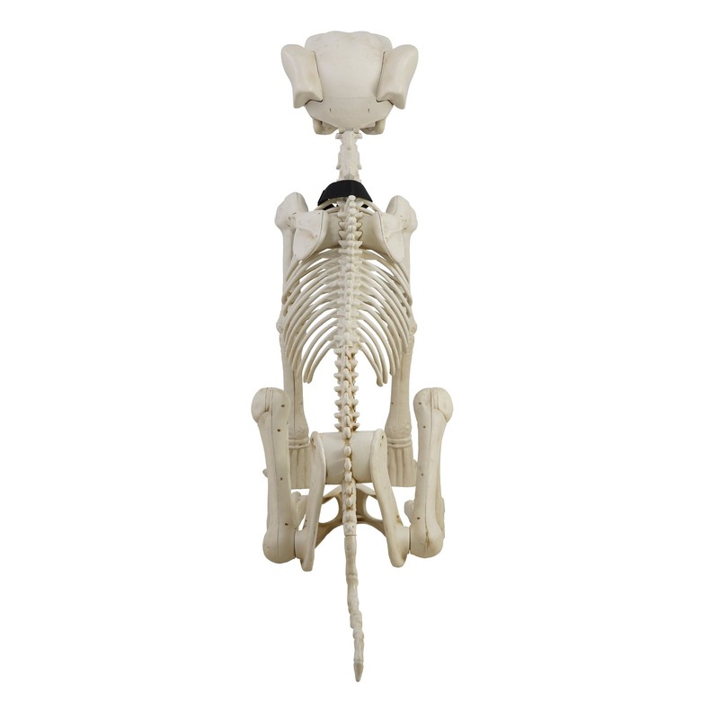 Animated Skeleton Dog Halloween Decoration, Beige, 60 In