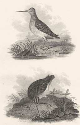 BIRDS. Great Lancashire & Common Snipe. Rural Sports  1812 old antique print