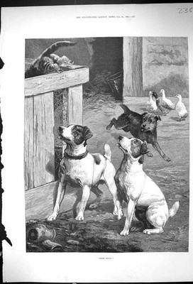 Original alter antiker Druck 1891 Weggegangen Haustier Hunde jagen Katze Bauernhof Szene