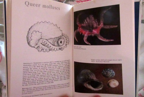 The ALPHASHELL Book~ Helen Hunt - a book about molluscs 1st Hb 1979 in MELB - Imagen 11 de 12
