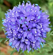 GLOBE GILIA FLOWER SEEDS 500+ GILIA CAPITATA annual FLOWER garden FREE SHIPPING