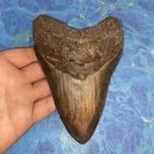 MEGALODON SHARK TOOTH 5.73” HUGE TEETH MEG SCUBA DIVER DIRECT FOSSIL NC 9894