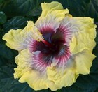 WATER THERAPY Tropical Hibiscus -- Plant in 4.5" pot — photo 1