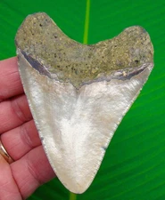 3.82 “ MEGALODON Shark Tooth Real Fossil 