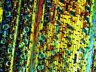 Antique Microscope Slide. Silacious Cuticle of Wheat. Etched Slide.