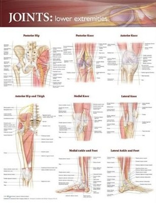 JOINTS OF THE LOWER EXTREMITIES ANATOMICAL CHART By Anatomical Chart Company NEW
