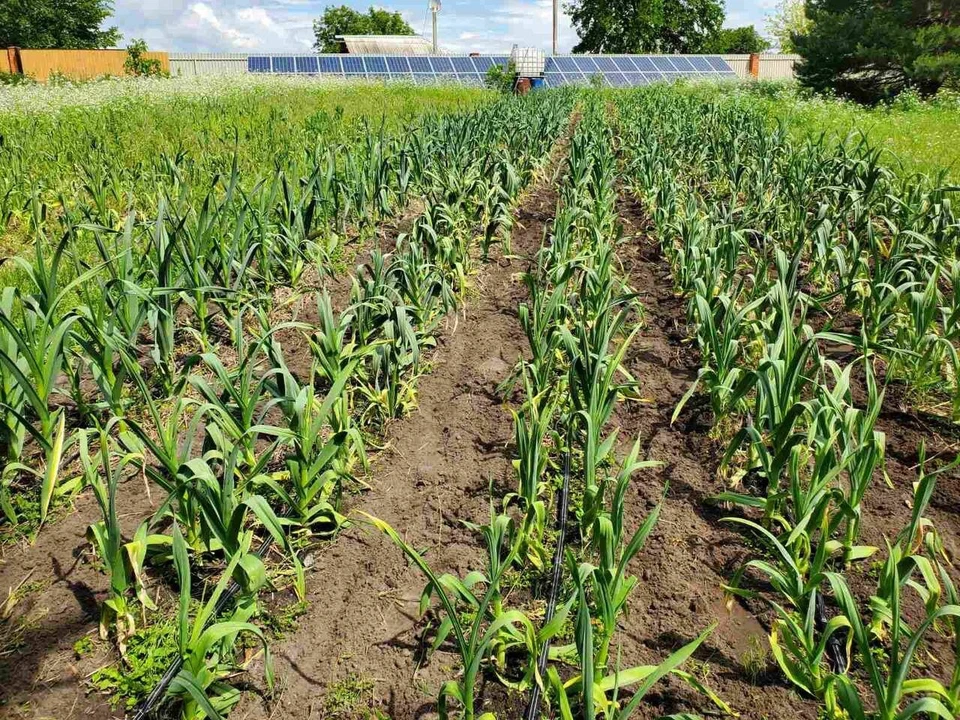 elephant garlic plant 100 large seeds - Image 3 of 4