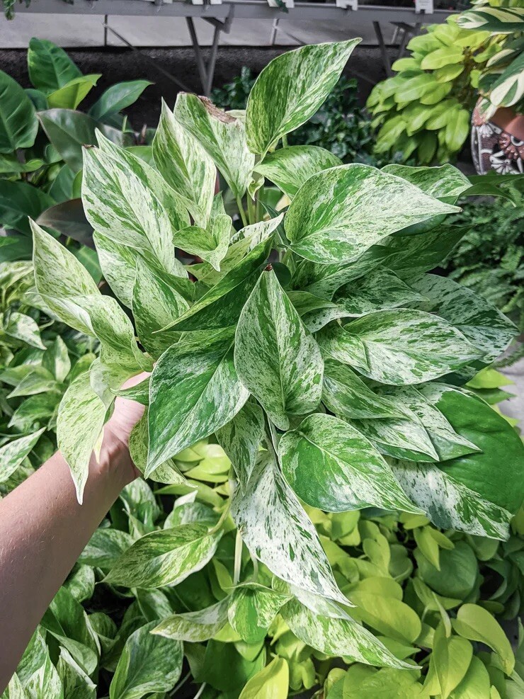 Snow Queen Pothos plant 3 cutting | eBay
