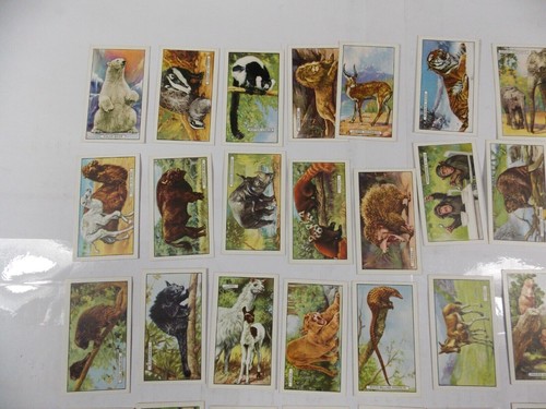 Juego completo 48 tarjetas de cigarrillos Gallaher animales salvajes 1937 - Imagen 2 de 10