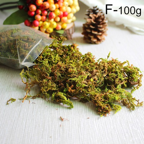 20g/50g/100 g Paisaje Flor Artificial Seco Natural Musgo Conservado de Reno - Imagen 3 de 16
