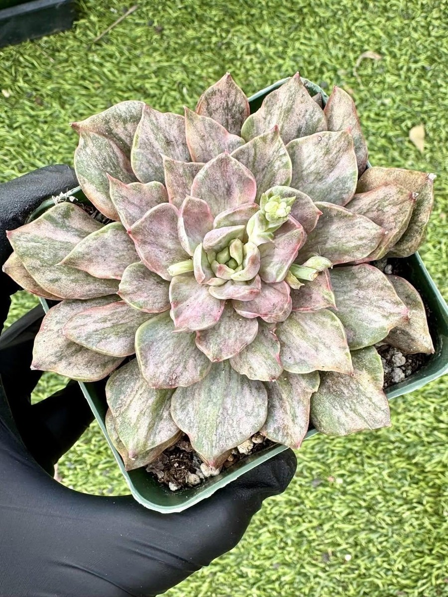 Echeveria Yamato-no-Mai Variegated | Imported Succulent | eBay