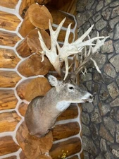 Impressive Whitetail Deer Mounts- Private collection- inquire! The