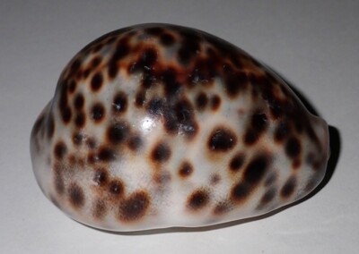 58 mm DWARF PATTERN Cypraea Tigris Cowrie Seashell Surin Island Phuket Thailand