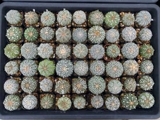 Astrophytum Asterias Super Kabuto 54 units 